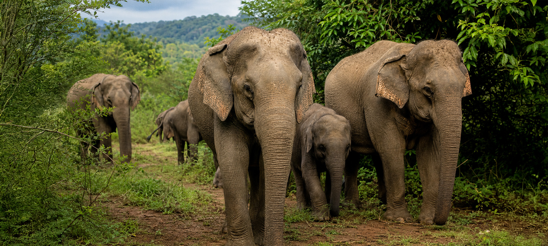 Elephants in the wild